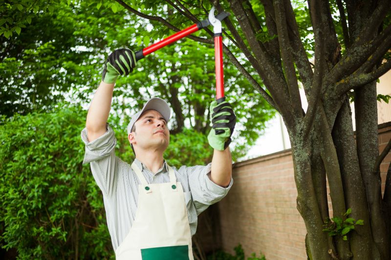 Bradford Pear Tree Pruning
