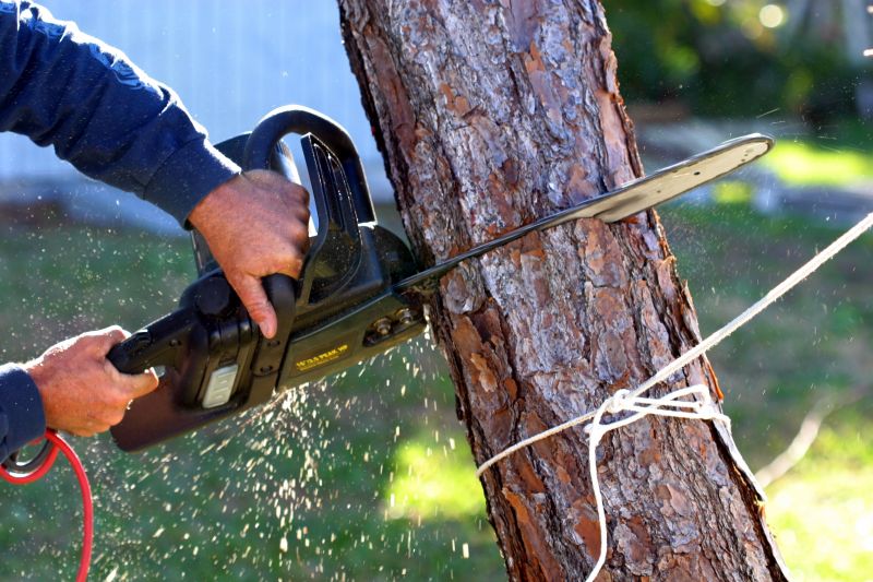 Branch Removal Close-up