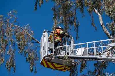 Tree Inspection Before Trimming