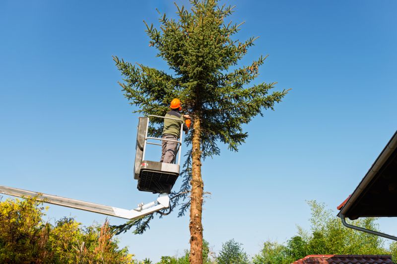 Healthy Tree Pruning