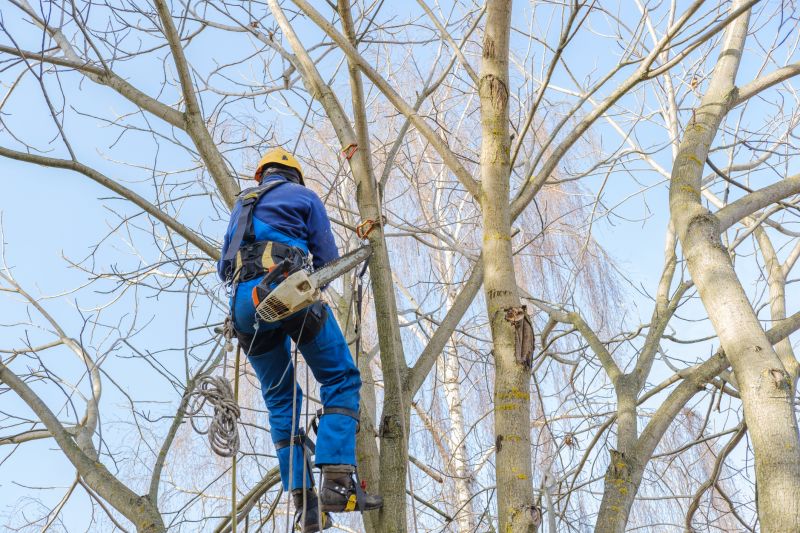 Fall Tree Trimming