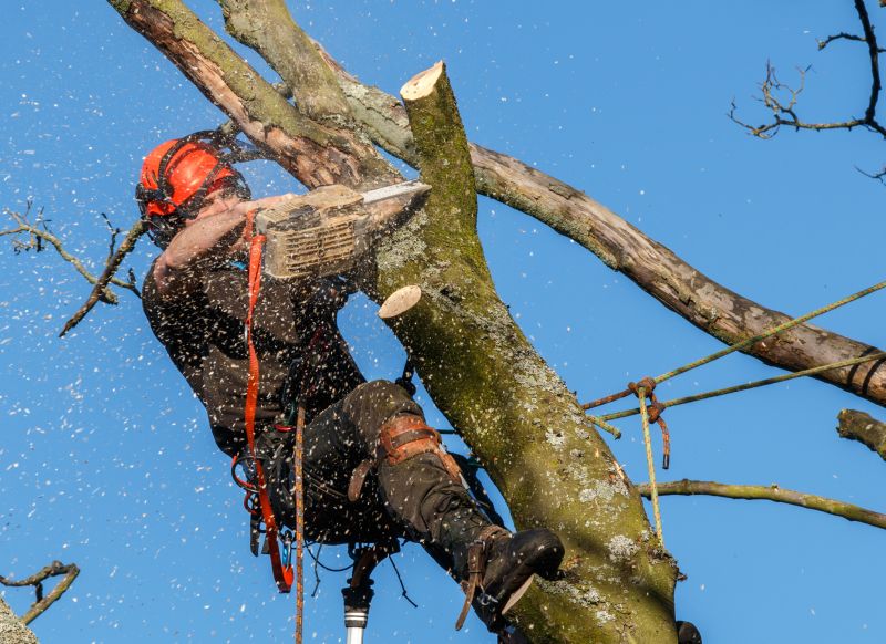Emergency Tree Trimming