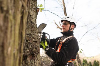 Experienced Arborists