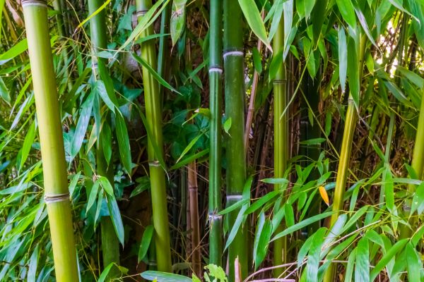Bamboo Trimming in Grand Forks