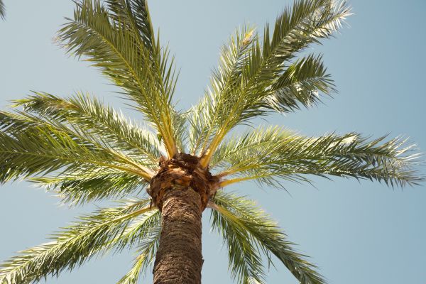 Palm Tree Pruning in Grand Forks