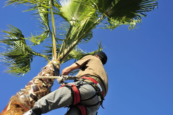 Palm Tree Trimming in Grand Forks