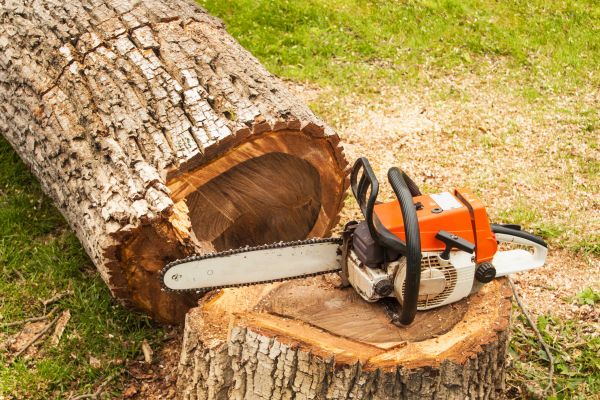 Tree Cutting Service in Grand Forks