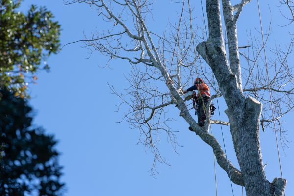 Tree Topping Service in Grand Forks