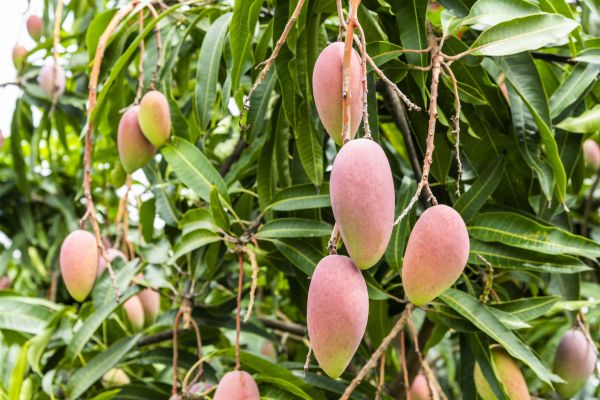 Mango Tree Trimming in Grand Forks