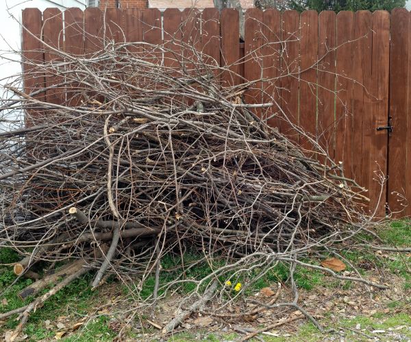 Dead Branch Removal in Grand Forks