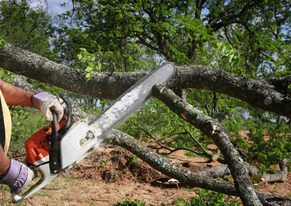 Tree Branch Cutting in Grand Forks