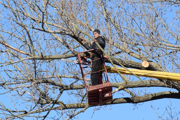 Emergency Tree Trimming in Grand Forks