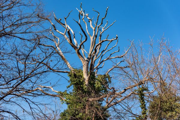 Deadwood Removal in Grand Forks