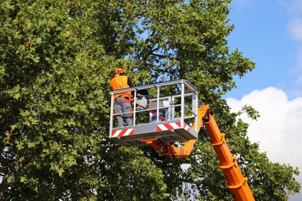 Commercial Tree Service in Grand Forks