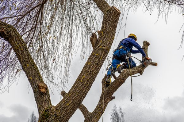 Tree Maintenance Service in Grand Forks