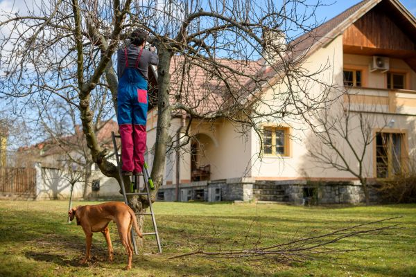 Residential Tree Trimming in Grand Forks