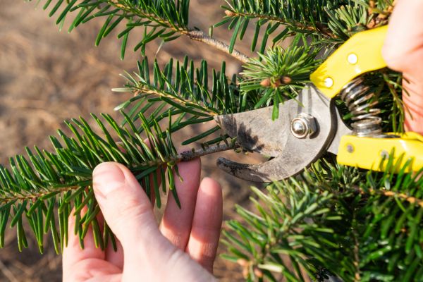 Pine Tree Pruning in Grand Forks