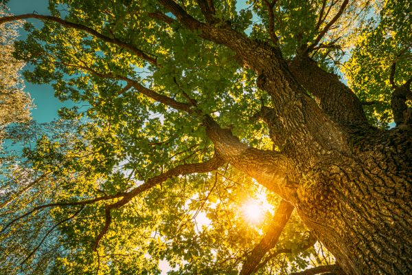 Oak Tree Pruning in Grand Forks