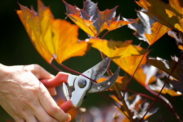 Maple Tree Pruning in Grand Forks