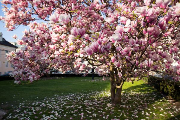 Magnolia Tree Pruning in Grand Forks