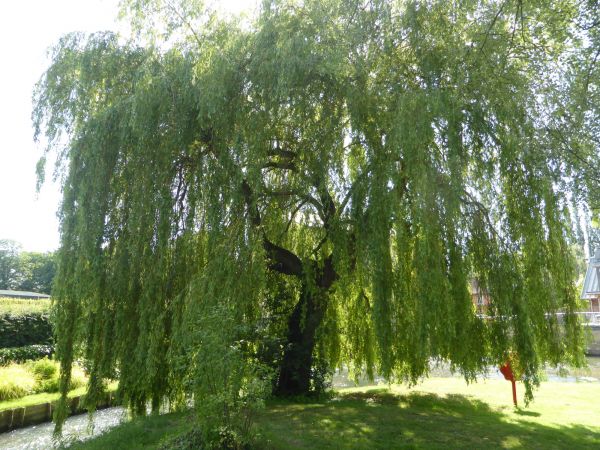 Willow Tree Trimming in Grand Forks