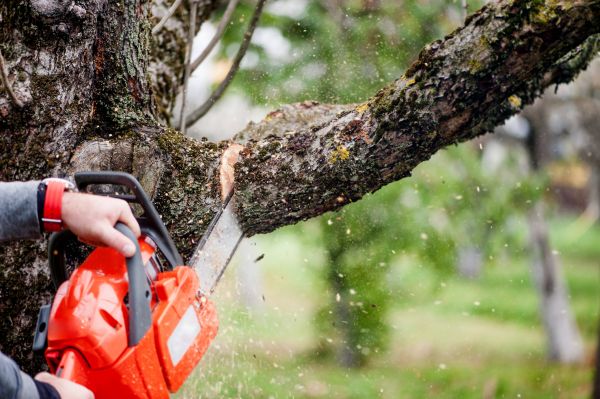 Tree Limbs Removal in Grand Forks
