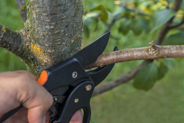 Tree Limb Cutting in Grand Forks
