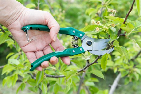 Pear Tree Pruning in Grand Forks