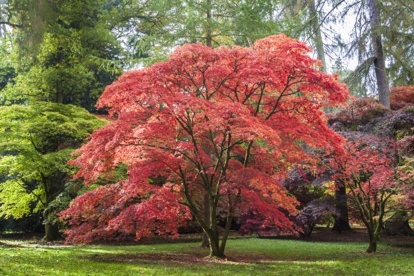 Japanese Maple Pruning in Grand Forks