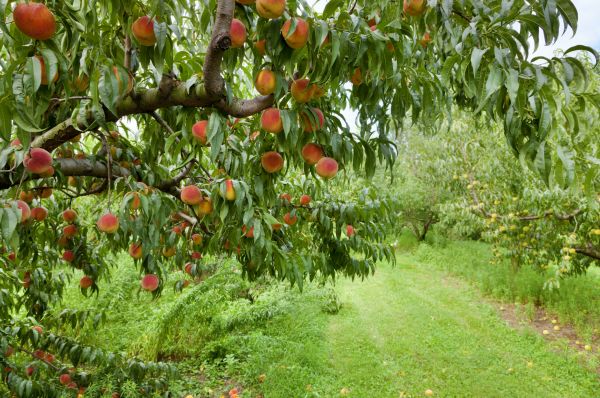 Peach Tree Pruning in Grand Forks