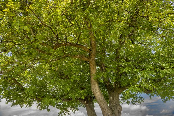 Walnut Tree Trimming in Grand Forks