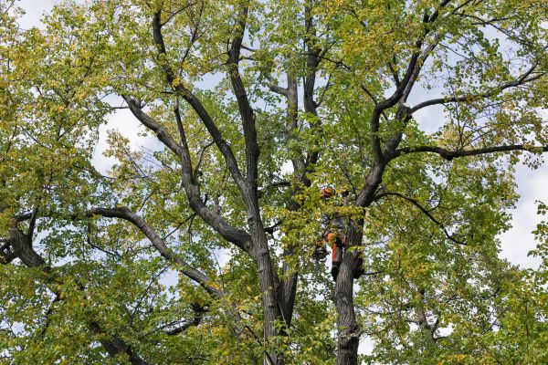 Tree Crown Shaping in Grand Forks
