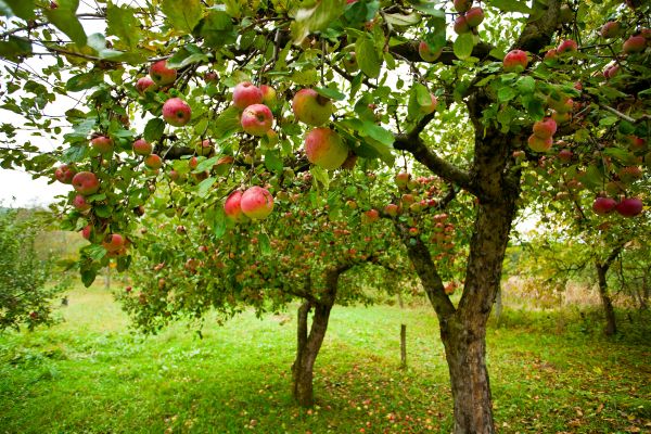 Apple Tree Pruning in Grand Forks