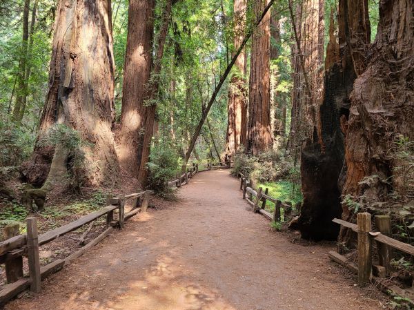 Redwood Tree Pruning in Grand Forks