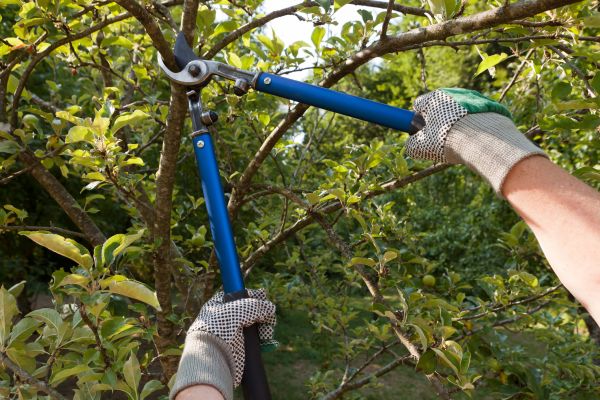 Residential Tree Pruning in Grand Forks
