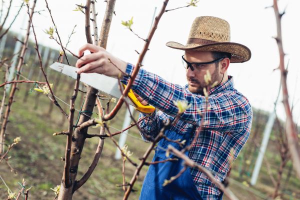 Orchard Tree Pruning in Grand Forks