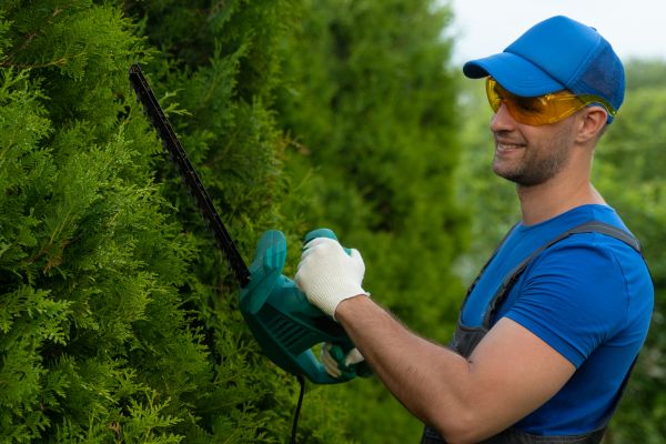 Tree Shaping Service in Grand Forks