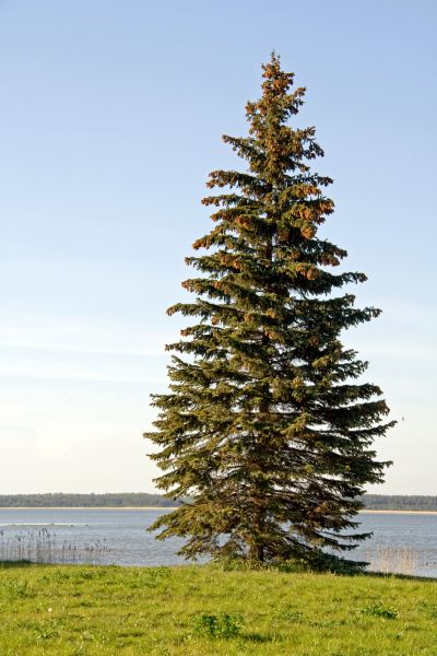 Spruce Tree Pruning in Grand Forks
