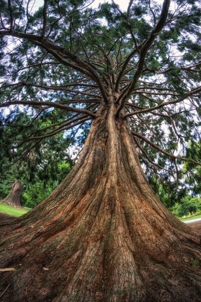 Cedar Tree Pruning in Grand Forks