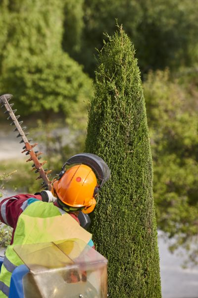 Cypress Tree Trimming in Grand Forks