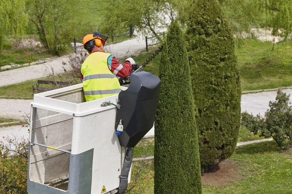 Cypress Tree Pruning in Grand Forks