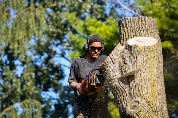 Ash Tree Pruning in Grand Forks