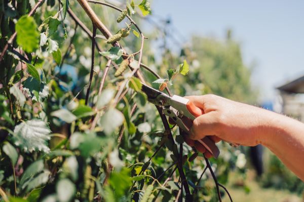 Birch Tree Pruning in Grand Forks