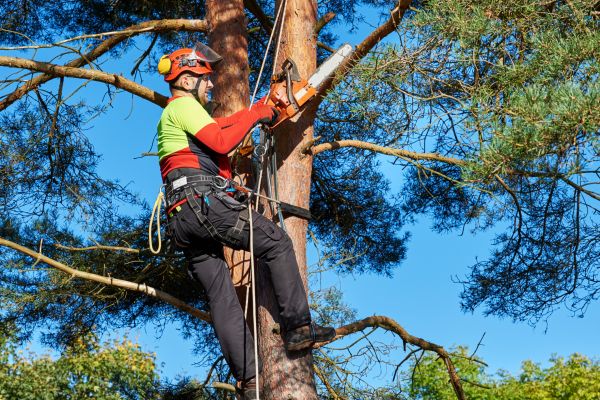 Canopy Pruning in Grand Forks