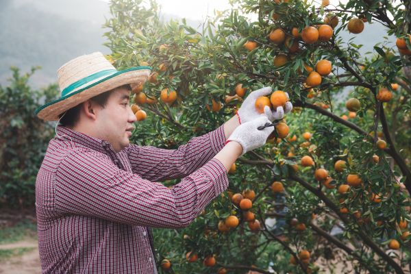 Orange Tree Pruning in Grand Forks