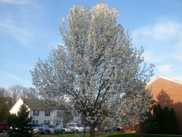 Bradford Pear Tree Pruning in Grand Forks