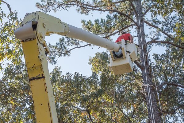 Limbs Trimming in Grand Forks