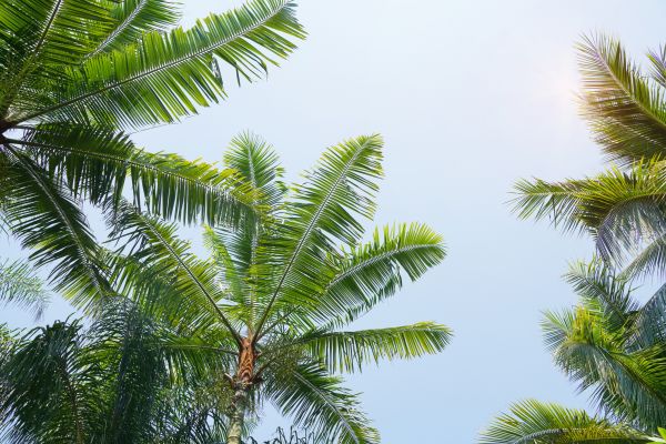 Queen Palm Tree Trimming in Grand Forks