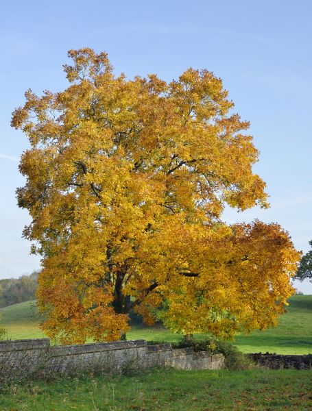 Hickory Tree Trimming in Grand Forks
