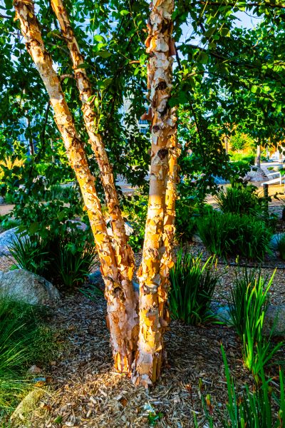 River Birch Trimming in Grand Forks